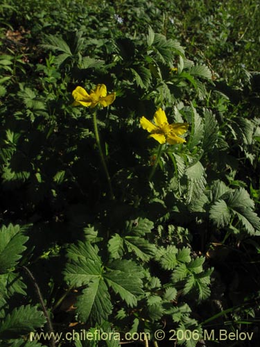 Potentilla sp. #2357의 사진